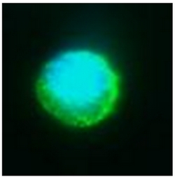 Immunostaining of E-Selectin transfected Chinese Hamster Ovary (CHO) cell.