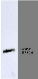 Immunoblotting of RNL-4 recognizing NSP-C Reticulon 1-C (23 kDa) in extract from neuroblastoma cell line LA-N-5.