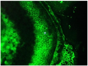 Immunofluorescence staining of a 7 days old Zebrafish embryo.