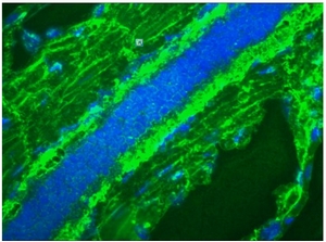 BM6047P staining a membrane-associated compound in proliferating (all) cells in tissue sections of 9 day old Zebrafish embryos by Immunohistochemistry (Frozen sections). Samples ware frozen sections fixed in Acetone:Methanol 1/1. BM6047P used at 1/50 dilut