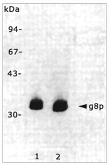 Immunoblot analyses of the monoclonal antibody RL-ph1 (Cat.-No BM6049P) and RL-ph2 (Cat.-No BM6050P) reactive with g8p coat proteins of the Filamentous Bacteriophage M13.