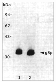 Immunoblot analyses of the monoclonal antibody RL-ph1 (cat.Nr BM6049P) and RL-ph2 (cat.Nr BM6050P) reactive with g8p coat proteins of the Filamentous Bacteriophage M13.