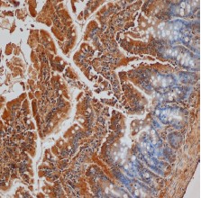 Figure 1. Paraffin embedded rat intestine stained with goat anti Rat CGRP antibody.