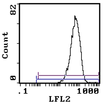 Western blot analysis of extracts of various cell lines, using HSPA8 antibody.