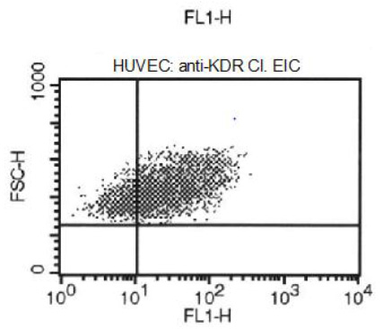 FACS analysis of VEGFR-2/KDR expression in HUVE cells.
