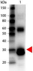Western blot of biotin conjugated rabbit anti L-asparaginase antibody. Lane 1: L-asparaginase. Lane 2: none. Load: 100 ng per lane. Primary antibody: Biotin conjugated L-asparaginase antibody at 1:1000 for overnight at 4°C. Secondary antibody: HRP streptavidin secondary antibody at 1:40,000 for 30 min at RT. Blocking buffer for 30 min at RT. Predicted/observed size: 32 kDa for L-asparaginase. Other band (s): L-asparaginase splice variants and isoforms.