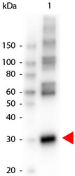 Western blot of peroxidase conjugated rabbit anti-L-asparaginase antibody. Lane 1: L-asparaginase. Lane 2: none. Load: 50 ng per lane. Primary antibody: none. Secondary antibody: Peroxidase rabbit secondary antibody at 1:1,000 for 60 min at RT. Blocking buffer for 30 min RT. Predicted/observed size: 30 kDa for L-asparaginase. Other band (s): L-asparaginase splice variants and isoforms.
