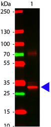 Western blot of rabbit anti-L-asparaginase antibody. Lane 1: L-asparaginase. Lane 2: none. Load: 100 ng per lane. Primary antibody: L-asparaginase antibody at 1/1,000 for overnight at 4°C. Secondary antibody: DyLight?TM 649 rabbit secondary antibody at 1/20,000 for 30 min at RT. Blocking buffer for 30 min at RT. Predicted/observed size: 32 kDa for L-asparaginase. Other band (s): L-asparaginase splice variants and isoforms.