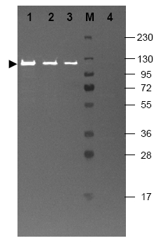 Figure 1. Western blotting using Fluorescein conjugated anti-Beta-galactosidase antibody shows a band at ~117 kDa (lanes 1 - 3) corresponding to 60 ng, 30 ng and 15 ng, respectively of b-Gal present in partially purified preparations (arrowhead). Lane 4 shows no cross reactivity with proteins present in a non-specific control E. coli lysate. Proteins were resolved on a 4-20% Tris-glycine gel by SDS-PAGE and transferred to Nitrocellulose and blocking using blocking buffer for fluorescent Western blotting. The membrane was probed with Fluorescein conjugated anti-Beta-galactosidase (. F) diluted to 1/10,000. Reaction occurred for 2 hours at room temperature. Molecular weight estimation was made by comparison to a prestained MW marker in lane M. Fluorescence image was captured using the VersaDoc® Imaging System. Other detection systems will yield similar results.