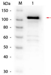 Western blot of rabbit anti-Beta-galactosidase (E. coli) antibody biotin conjugated. Lane 1: Beta-galactosidase. Load: 50 ng per lane. Primary antibody: Beta-galactosidase (E. coli) antibody biotin conjugated. R1064B) at 1:1,000 overnight at 4°C. Secondary antibody: HRP streptavidin secondary antibody at 1/40,000 for 30 min at RT. Blocking buffer ( for fluorescent Western blotting) for 30 min at RT. Predicted/observed size: 116 kDa, 116 kDa for Beta-galactosidase.