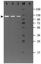 Western blotting using fluorescein conjugated anti-Beta-galactosidase tag antibody shows a band at ~117 kDa (lanes 1-3) corresponding to 60 ng, 30 ng and 15 ng, respectively of b-Gal present in partially purified preparations (arrowhead). Lane 4 shows no cross reactivity with proteins present in a non-specific control E.coli lysate. Proteins were resolved on a 4-20% Tris-glycine gel by SDS-PAGE and transferred to nitrocellulose and blocking using blocking buffer for bluorescent Western blotting. The membrane was probed with Fluorescein conjugated anti-Beta-galactosidase. R1064F diluted to 1/10,000. Reaction occurred for 2 hours at RT. Molecular weight estimation was made by comparison to a prestained MW marker in lane M. Fluorescence image was captured using the VersaDoc® imaging system. Other detection systems will yield similar results.