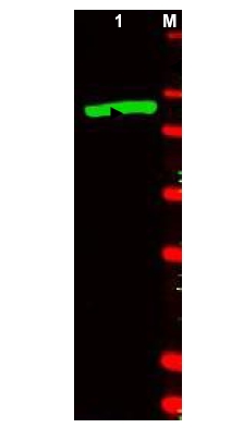 Western blot using Beta-galactosidase antibody. shows detection of a band at ~117 kDa (lane 1) corresponding to the protein present in partially purified preparations. Approximately 50 ng of protein was separated on a 4-20% Tris-Glycine gel by SDSPAGE and transferred onto nitrocellulose. After blocking the membrane was probed with the primary antibody diluted to 1/1,000. Reaction occurred overnight at 4°C followed by washes and reaction with a 1/10,000 dilution of IRDye800 (TM) conjugated goat-a-rabbit IgG [H&L] for 45 min at RT (800 nm channel, green). Molecular weight estimation was made by comparison to prestained MW markers in lane M (700 nm channel, red). RDye800 (TM) fluorescence image was captured using the Odyssey (R) infrared imaging system developed by LI-COR. IRDye is a trademark of LI-COR, Inc. Other detection systems will yield similar results.