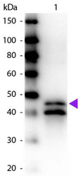 Western blot of biotin conjugated rabbit anti-Ovalbumin primary antibody. Lane 1: Ovalbumin. Load: 50 ng per lane. Primary antibody: Ovalbumin biotin conjugated primary antibody at 1/1,000 for 60 min at RT. Secondary antibody: Peroxidase streptavidin secondary antibody at 1/40,000 for 30 min at RT. Blocking buffer for 30 min at RT. Predicted/observed size: 45 kDa for Ovalbumin. Other band (s): Ovalbumin splice variants and isoforms.