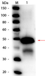Western blot of rabbit anti-Ovalbumin peroxidase conjugated antibody. Lane 1: Ovalbumin (hen egg). Load: 50 ng per lane. Primary antibody: Rabbit anti-Ovalbumin peroxidase conjugated antibody at 1/1,000 overnight at 4°C. Secondary antibody: none. Blocking buffer for 30 min at RT. Predicted/observed size: 43 kDa for Ovalbumin. Other band (s): Ovalbumin splice variants and isoforms.
