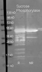 Goat anti Sucrose phosphorylase antibody was used to detect purified Sucrose phosphorylase under reducing (R) and non-reducing (NR) conditions. Reduced samples of purified protein contained 4% BME and were boiled for 5 minutes. Samples of ~1ug of protein per lane were run by SDS-PAGE. Protein was transferred to nitrocellulose and probed with 1/3000 dilution of primary antibody (on 4°C in blocking buffer). Detection shown was using Dylight 488 conjugated donkey anti goat secondary antibody. Images were collected using the BioRad VersaDoc System.