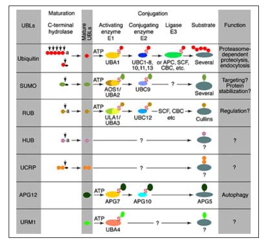 Figure 1. Conjugation pathways for ubiquitin and ubiquitin-like modifiers (UBLs). Most modifiers mature by proteolytic processing from inactive precursors (a; amino acid). Arrowheads point to the cleavage sites. Ubiquitin is expressed either as polyubiquitin or as a fusion with ribosomal proteins. Conjugation requires activating (E1) and conjugating (E2) enzymes that form thiolesters (S) with the modifiers. Modification of cullins by RUB involves SCF (SKP1/cullin-1/F-box protein)/CBC (cullin-2/elongin B/elongin C)-like E3 enzymes that are also involved in ubiquitination. In contrast to ubiquitin, the UBLs do not seem to form multi-UBL chains. UCRP (ISG15) resembles two ubiquitin moieties linked headto- tail. Whether HUB1 functions as a modifier is currently unclear. APG12 and URM1 are distinct from the other modifiers because they are unrelated in sequence to ubiquitin. Data contributed by S. Jentsch, see ref. 3.