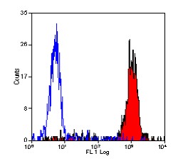 Western Blot: Fatty Acid Synthase Antibody [TA336642] - Analysis of Fatty Acid Synthase, using TA336642. Samples: 50ug of total mouse liver lysate.