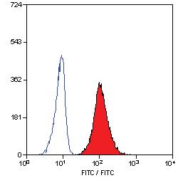 Western Blot: NuMA Antibody [TA336651] - Western blot analysis of NuMA expression in Cos7 whole cell lysate.