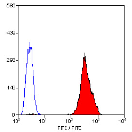 Western Blot: Hsp90B Antibody [TA336839] - Analysis of HSP901b in: 1. HeLa, 2. Ntera 2, 3. A431, 4. HepG2, 5. MCF7, 6. NIH/3T3, 7. PC12 and 8. COS7.