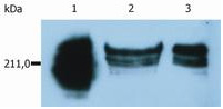 Western Blot: HDAC7 [p Ser448] Antibody [TA336889] - Analysis of phosphorylated HDAC-7 in (A) recombinant fusion protein containing Ser448 and (B) fusion protein without the phosphorylated amino acid, using this antibody at 1ug/ml.