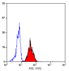 Western Blot: RUNX2 Antibody [TA337060] - Analysis of human RUNX2 in Saos-2 cell lysate in the 1) absence and 2) presence of immunizing peptide using RUNX2 antibody at 2ug/ml.
