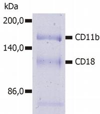 Immunoprecipitation of human CD11b/CD18 heterodimer from the lysate of washed PBMC isolated from healthy donor. Lysate was subjected to affinity column chromatography using anti-human CD11b (MEM-174) immunosorbent. Eluted immunoprecipitate was resolved on 7.5% SDS-PAGE and stained with Coomasie Blue.