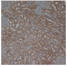 Staining of Formalin Fixed, Paraffin Embedded Human kidney with Laminin Antibody Cat.-No SP1091