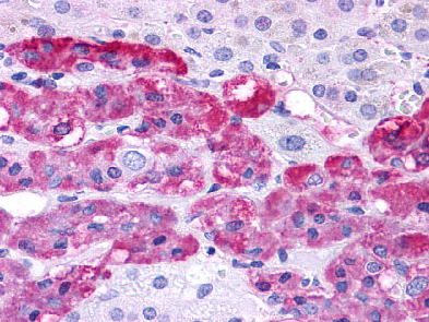 Figure 1. Immunohistochemical staining of Adrenal (Medulla) using anti-Endothelin B Receptor antibody.