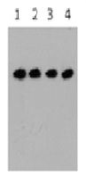 Western blot analysis of HEK293 cells transfected with DDK-tagged vectors at different concentrations of the anti-DDK antibody (TA100011). Lane 1: highest concentration (0.5mg/ml); Lane 4: lowest concentration (0.1ug/ml).