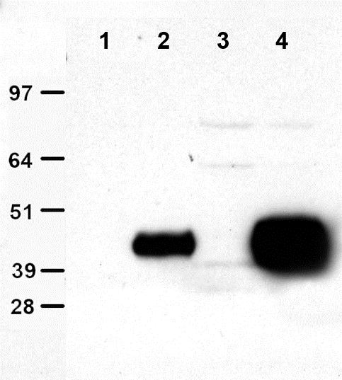 Immunoprecipitation was performed with HEK293T cell lysates of expressing Entry vector (control, Cat# PS100001) or expressing DDK-tagged PON3 (Cat# LY400339). Anti-DDK 4C5-agarose beads were incubated with control lysate or LY400339 overnight at 4°C. After washing three times with lysate buffer, 20uL 4x SDS sample buffer was applied. The samples were boiled at 95°C for 10min. The supernatant was loaded to the SDS-PAGE gel after discarded the beads by centrifuging. After transferring to the membrane, the Western blot assay was applied with HRP-conjugated anti-DDK antibody (Cat# TA150030). Lane 1: control lysate; Lane 2: DDK-tagged PON3 (LY400339); Lane 3: anti-DDK 4C5 agarose beads (TA150037) 50uL with control lysate; Lane 4: anti-DDK 4C5 agarose beads (TA150037) 50uL with LY400339.