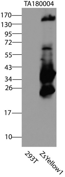 HEK293T cells were transfected with the pCMV6-ENTRY control (Left lane) or pCMV6-ENTRY ZsYellow1 (Right lane) cDNA for 48 hrs and lysed. Equivalent amounts of cell lysates (5 ug per lane) were separated by SDS-PAGE and immunoblotted with anti-ZsYellow1 (TA180004, 1:2000).
