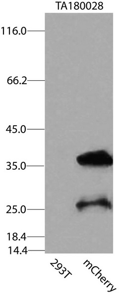 HEK293T cells were transfected with the pCMV6-ENTRY control (Left lane) or pCMV6-ENTRY mCherry (Right lane) cDNA for 48 hrs and lysed. Equivalent amounts of cell lysates (5 ug per lane) were separated by SDS-PAGE and immunoblotted with anti-mCherry (TA180028, 1:2000).