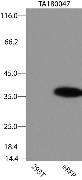 Western blot analysis of extracts from 293 cells, using SEPT3 antibody.The lane on the right is treated with the synthesized peptide.