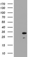 HEK293T cells were transfected with the pCMV6-ENTRY control (Left lane) or pCMV6-ENTRY mOrange (Right lane) cDNA for 48 hrs and lysed. Equivalent amounts of cell lysates (5 ug per lane) were separated by SDS-PAGE and immunoblotted with anti-mOrange.