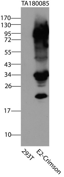 HEK293T cells were transfected with the pCMV6-ENTRY control (Left lane) or pCMV6-ENTRY E2-Crimson (Right lane) cDNA for 48 hrs and lysed. Equivalent amounts of cell lysates (5 ug per lane) were separated by SDS-PAGE and immunoblotted with anti-E2-Crimson (TA180085, 1:2000).