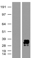 HEK293T cells were transfected with the pCMV6-ENTRY control (Left lane) or pCMV6-ENTRY mRFP (Right lane) cDNA for 48 hrs and lysed. Equivalent amounts of cell lysates (5 ug per lane) were separated by SDS-PAGE and immunoblotted with anti-mRFP (TA180091, 1:500).