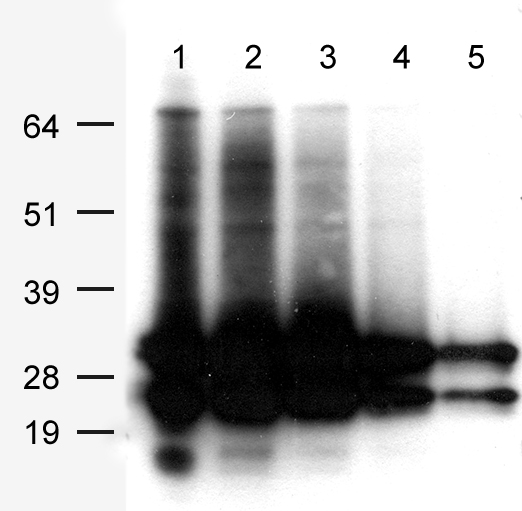 HEK293T cells were transfected with pCMV6-Entry-AsRed2 cDNA for 48 hours. Serial dilution of AsRed2 expression lysates were separated by SDS-PAGE and immunoblotted with anti-AsRed2 (TA180099, 1:1000) (Lane 1, 5ug; Lane 2, 2.5ug; Lane 3, 1.25ug; Lane 4, 0.625ug; Lane 5, 0.3125ug).