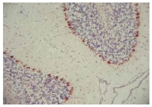 Frozen sections of mouse brain stained with MCHR2 antibody (BP4005).