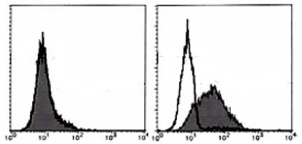 Flow Cytometric analysis of mouse Integrin alpha-7 expression on NIH/3T3 (Left) and C2C12 (Right). Open Histogram indicates the reaction of Isotypic Control to the cells. Shaded Histograms indicate the reaction of ITGA7 antibody to the cells.