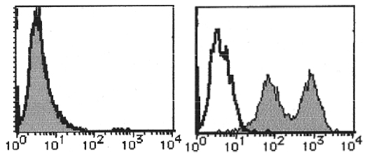 Flow Cytometric analysis of mouse Integrin alpha-7 expression on NIH/3T3 (Left) and C2C12 (Right). Open Histogram indicates the reaction of Isotypic Control to the cells. Shaded Histograms indicate the reaction of ITGA7 antibody to the cells.