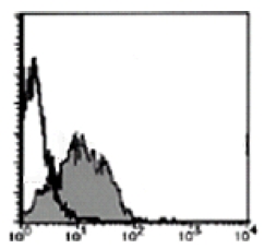 Flow Cytometry: Analysis of PSMA expression on on LNCaP cells. Open histograms indicate the reaction of isotypic control to the cells. Shaded histograms indicate the reaction of AM20199AF-N PSMA antibody to the cells.