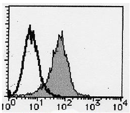 Flow Cytometry: Analysis of PSMA expression on on LNCaP cells. Open histograms indicate the reaction of isotypic control to the cells. Shaded histograms indicate the reaction of AM20199FC-N PSMA antibody to the cells.