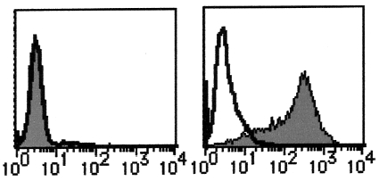 Flow Cytometry: Analysis of PSMA expression on on LNCaP cells (Right) and Jurkat Cells (Left). Open histograms indicate the reaction of isotypic control to the cells. Shaded histograms indicate the reaction of AM20199RP-N PSMA antibody to the cells.