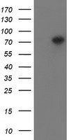 Western blot analysis of extracts (35 ug) from 9 different cell lines by using anti-FOLH1 monoclonal antibody.