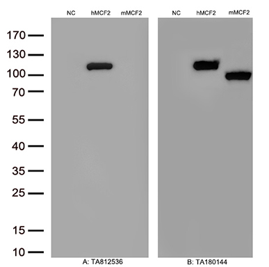 Figure A, Western blot analysis of overexpressed lysates(15ug per lane) from HEK293T cells transfected with empty plasmid (PS100001, NC) , human MCF2 plasmid (RC230610, hMCF2), mouse MCF2 plasmid (MR215353, mMCF2) using anti-MCF2 antibody TA812536(1:500). Figure B, Western blot analysis of the same samples as figure A with anti-DDK antibody (TA180144, 1:1000)