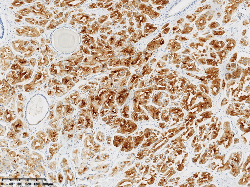 Immunohistochemical staining of paraffin-embedded Human pancreas tissue within the normal limits using anti-NSE mouse monoclonal antibody. (Heat-induced epitope retrieval by 1mM EDTA in 10mM Tris buffer (pH8.0) at 120°C for 3 min, TA813801)
