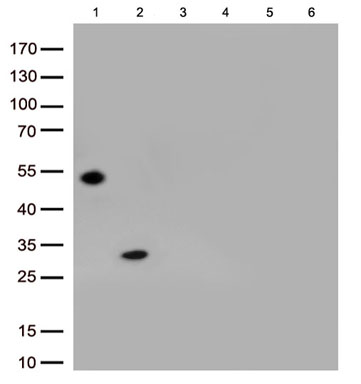 Immunoblot analysis of 6 different native protein (Lane 1.Rabbit IgG; 2.Rabbit IgG Fc; 3.Rabbit kappa light chain; 4.Rabbit lambda light chain; 5.Human IgG; 6.Rat IgG) with TA815433 at 1:500.