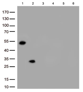 Immunoblot analysis of 6 different native protein (Lane 1.Rabbit IgG; 2.Rabbit IgG Fc; 3.Rabbit kappa light chain; 4.Rabbit lambda light chain; 5.Human IgG; 6.Rat IgG) with TA815442 at 1:500.