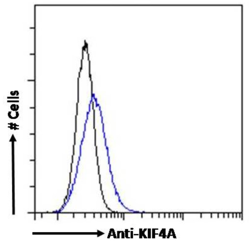 AP16036PU-N Flow cytometric analysis of paraformaldehyde fixed HEK293 cells (blue line), permeabilized with 0.5% Triton. Primary incubation 1hr (10ug/ml) followed by Alexa Fluor 488 secondary antibody (4ug/ml). IgG control: Unimmunized goat IgG (black line) followed by Alexa Fluor 488 secondary antibody.