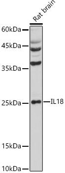 WB using the antibody against H3K9me1 diluted 1:1,000 in TBS-Tween containing 5% skimmed milk. The position of the protein of interest is indicated on the right; the marker (in kDa) is shown on the left.